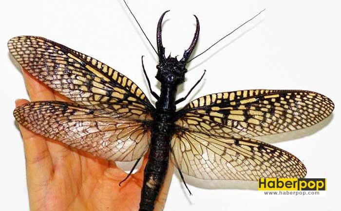 dunyanin-en-buyuk-ucan-bocegi-dobsonfly-corydalinae-ilginc-haberler-izle