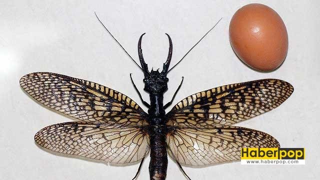 dunyanin-en-buyuk-ucan-bocegi-dobsonfly-corydalinae-ilginc