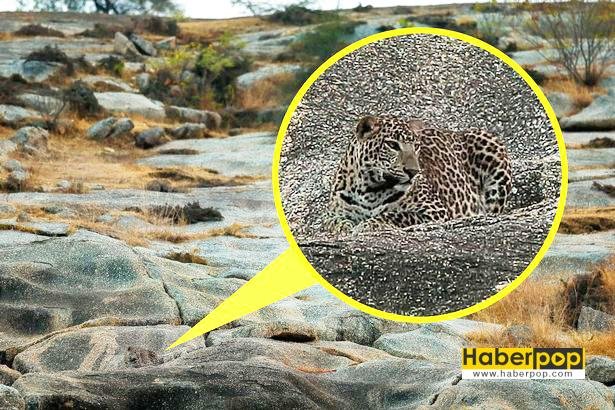 Fotoğrafta-gizlenen-leoparı-gördünüz-mü-gizemli