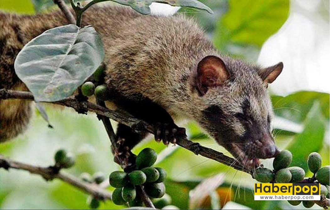 Kopi-Luwak-kahvesi-nedir-misk-kedisi-fiyatı