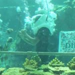 4 bin egzotik balık arasında evlilik teklifi