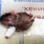 Kendi bacağını ısıran hamster alçıya alındı