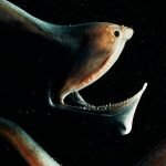 Birbirinden tuhaf ve korkunç 10 anormal hayvan