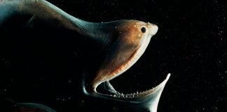 Birbirinden tuhaf ve korkunç 10 anormal hayvan