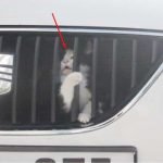 Arabaya sıkışan kedi böyle kurtarıldı