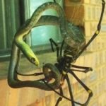 Avustralya’da olağan bir gün: Kabuslardan çıkmış bir yaban hayatı