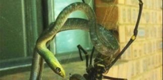 Avustralya’da olağan bir gün: Kabuslardan çıkmış bir yaban hayatı