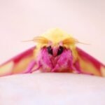 Birbirinden Güzel Böcek Türleri: Bu Galeri Böceklere Bakışınızı Değiştirecek Böcek Türleri Pembe Akçaağaç Güvesi Dryocampa rubicunda Rosy maple moth