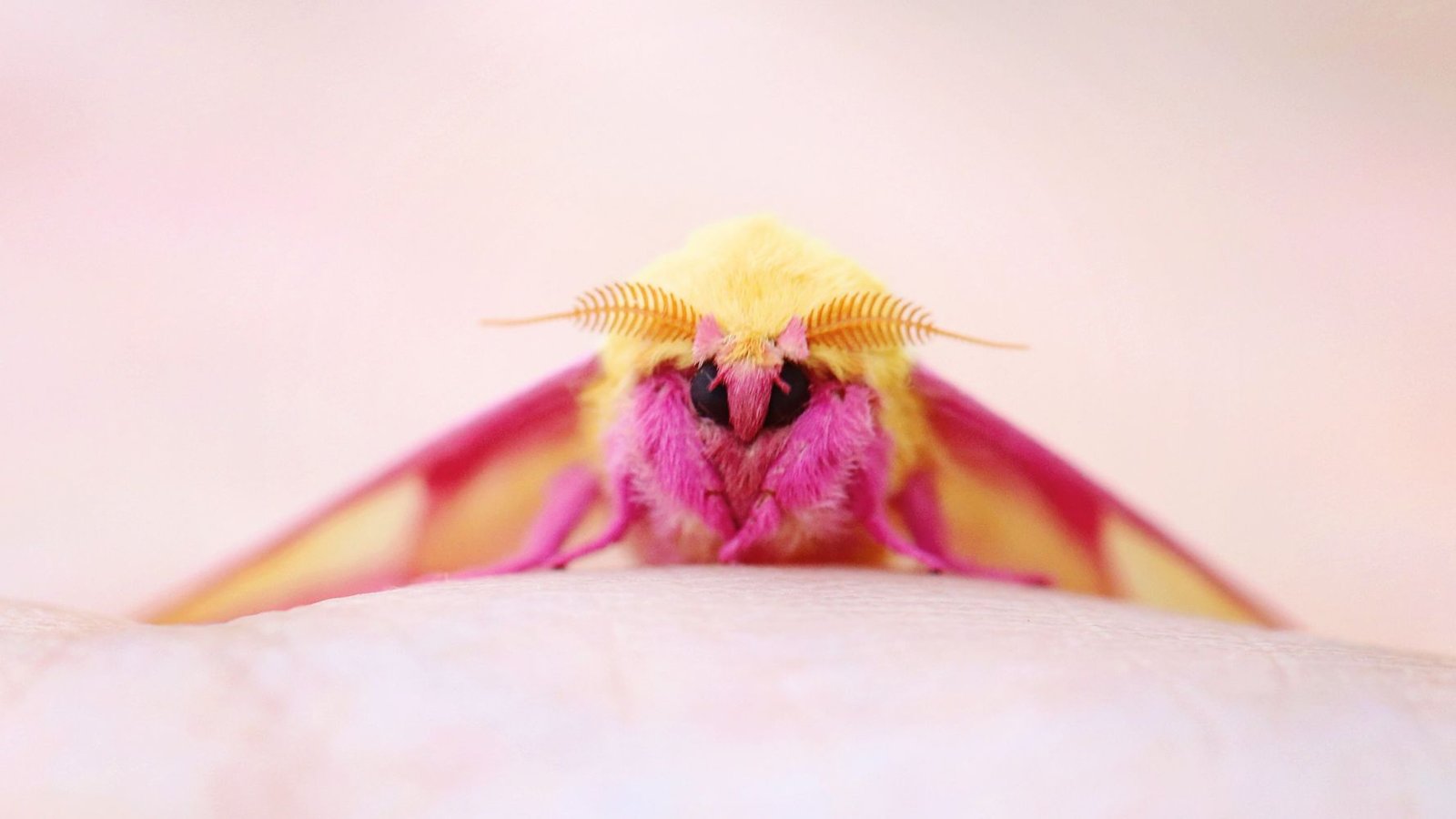 Böcek ilaçlama arama Pembe Akçaağaç Güvesi Dryocampa rubicunda Rosy maple moth