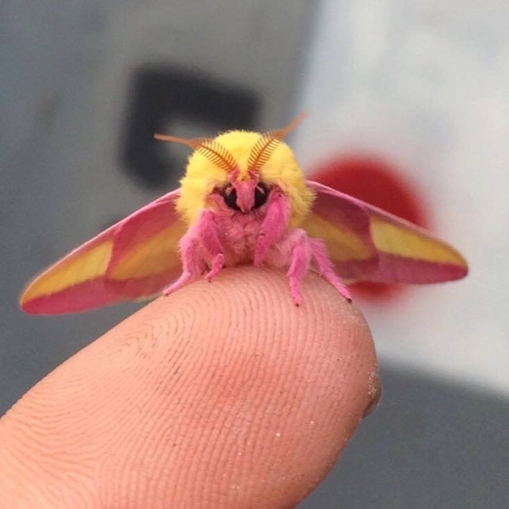 Böcek ilaçlama arama Dryocampa rubicunda Rosy maple moth