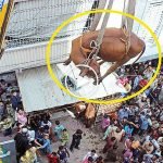 Çatıda büyütülen inek vinçle aşağı indirildi