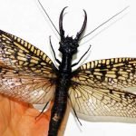 Dünyanın en büyük uçan böceği: Dobsonfly (Corydalinae)