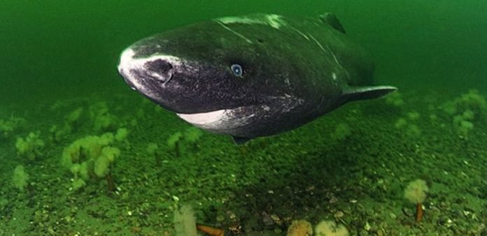 Dünyanın-en-eski-omurgalı-canlısı-görüntülendi-kopkbalıgı