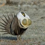 en-tuhaf-20-kus-01-sage-grouse-orman-tavugu-haberpop