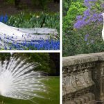 en-tuhaf-20-kus-04-white-peacock-beyaz-tavuskusu-haberpop