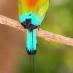 en-tuhaf-20-kus-05-motmot-haberpop