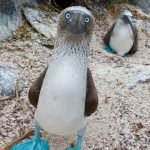 en-tuhaf-20-kus-06-blue-footed-booby-mavi-ayakli-sumsuk-kusu-haberpop