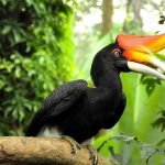 en-tuhaf-20-kus-07-rhinoceros-hornbill-gergedan-boynuzgaga-haberpop
