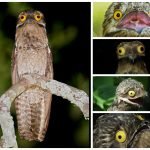 en-tuhaf-20-kus-08-potoo-patu-haberpop