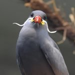 en-tuhaf-20-kus-09-inca-tern-inka-sumrusu-haberpop