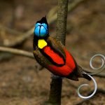 en-tuhaf-20-kus-10-wilsons-bird-of-paradise-wilson-cennet-kusu-haberpop