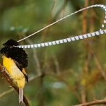 en-tuhaf-20-kus-11-king-of-saxony-bird-of-paradise-saksonya-krali-cennet-kusu-haberpop