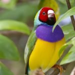 en-tuhaf-20-kus-12-gouldian-finch-haberpop