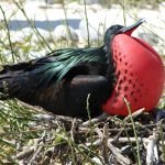 en-tuhaf-20-kus-13-great-frigatebird-firkateyn-kusu-haberpop