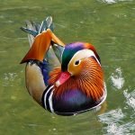 en-tuhaf-20-kus-14-mandarin-duck-mandarin-ordegi-haberpop