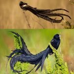 en-tuhaf-20-kus-15-long-tailed-widowbird-uzun-kuyruklu-dulkusu-haberpop