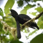 en-tuhaf-20-kus-16-long-wattled-umbrella-uzun-ibikli-semsiye-kusu-haberpop