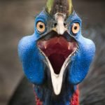 en-tuhaf-20-kus-17-cassowary-haberpop