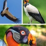 en-tuhaf-20-kus-18-king-vulture-kral-akbaba-haberpop