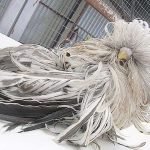 en-tuhaf-20-kus-19-duster-budgie-tiftik-kusu-haberpop