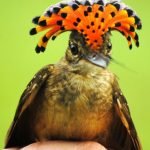 en-tuhaf-20-kus-20-royal-flycatcher-kral-sinekkapan-haberpop