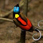 Dünyanın en ilginç ve en güzel 20 kuş türü