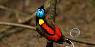 Dünyanın en ilginç ve en güzel 20 kuş türü