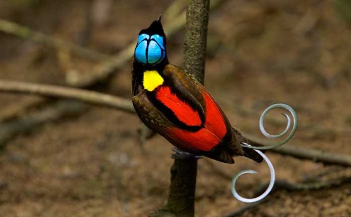 en-tuhaf-20-kus-k-haberpop