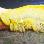 Sevimli ve zehirli: Flanel güvesi tırtılı