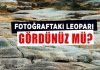 Fotoğraftaki leoparı gördünüz mü?