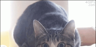 Gülmekten çenenizi yoracak eğlenceli ve komik kedi gifleri