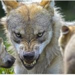 Hayvanların Saldırı Anındaki Yüz İfadeleri