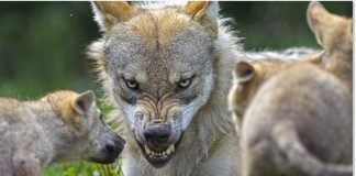 Hayvanların Saldırı Anındaki Yüz İfadeleri