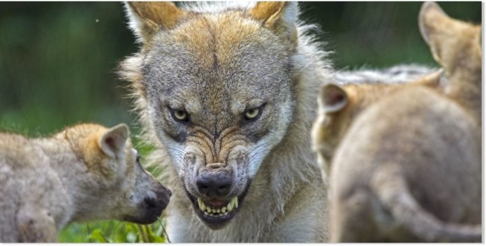 Hayvanlarin-saldiri-anindaki-yuz-ifadeleri-hint-kurdu-HaberPop