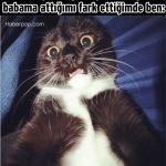 Hislere-terrcuman-kediler-1-Haberpop.com