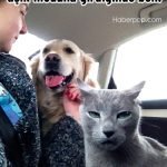 Hislere-terrcuman-kediler-12-Haberpop.com