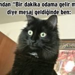 Hislere-terrcuman-kediler-13-Haberpop.com