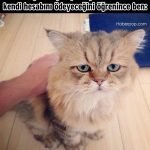 Hislere-terrcuman-kediler-14-Haberpop.com