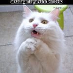 Hislere-terrcuman-kediler-16-Haberpop.com