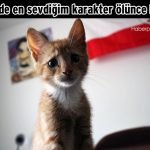 Hislere-terrcuman-kediler-17-Haberpop.com